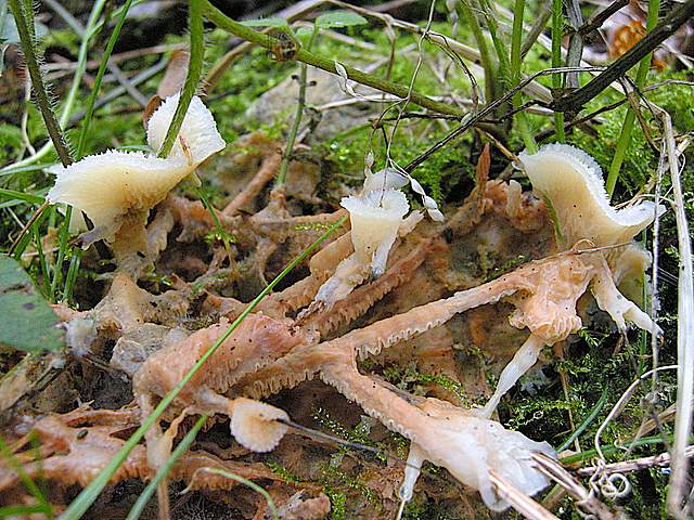 La grande siccita''....ma qui i funghi spuntano lo stesso !